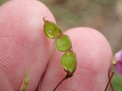 Desmodium marilandicum