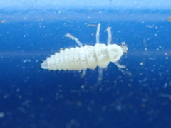 Psyllobora vigintimaculata