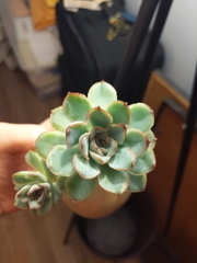 Echeveria pulidonis