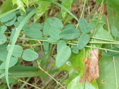 Desmodium marilandicum