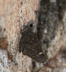 Atrytonopsis ovinia
