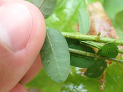 Desmodium marilandicum