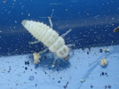 Psyllobora vigintimaculata