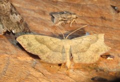 Melipotis famelica