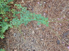 Desmodium marilandicum