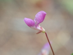 Desmodium marilandicum