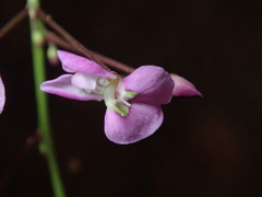 Desmodium marilandicum