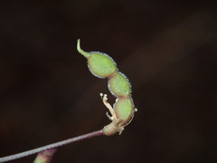 Desmodium marilandicum