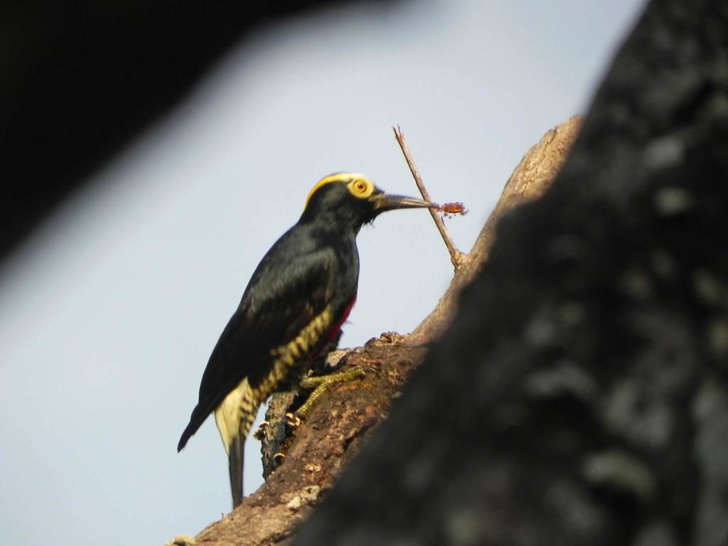 Yellow-tufted Woodpecker