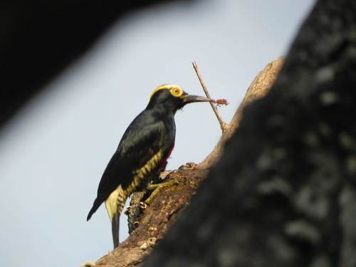 Yellow-tufted Woodpecker