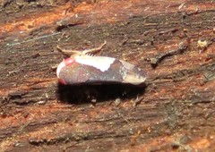 Norvellina pulchella