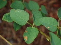 Desmodium marilandicum