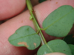 Desmodium marilandicum