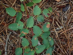 Desmodium marilandicum