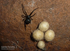Latrodectus mirabilis