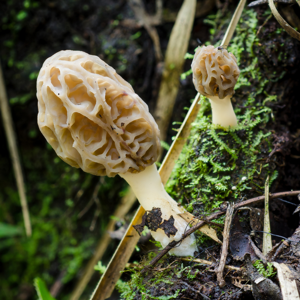 Morchella guatemalensis