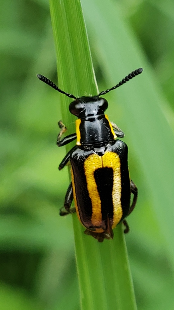 Mastostethus