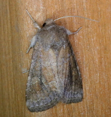 Lacinipolia meditata