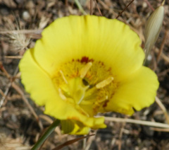 Calochortus luteus