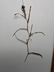 Potamogeton pusillus