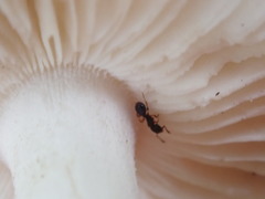 Myrmecina americana