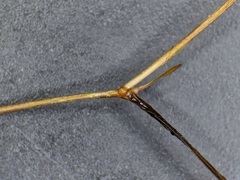 Potamogeton pusillus