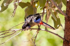 Platycercus venustus