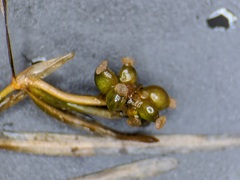 Potamogeton pusillus