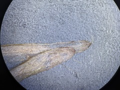 Potamogeton pusillus