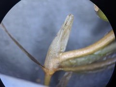 Potamogeton pusillus