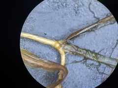 Potamogeton pusillus