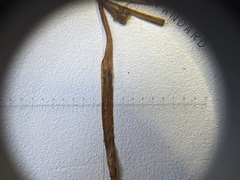 Potamogeton pusillus