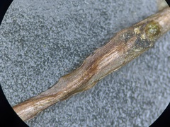 Potamogeton pusillus