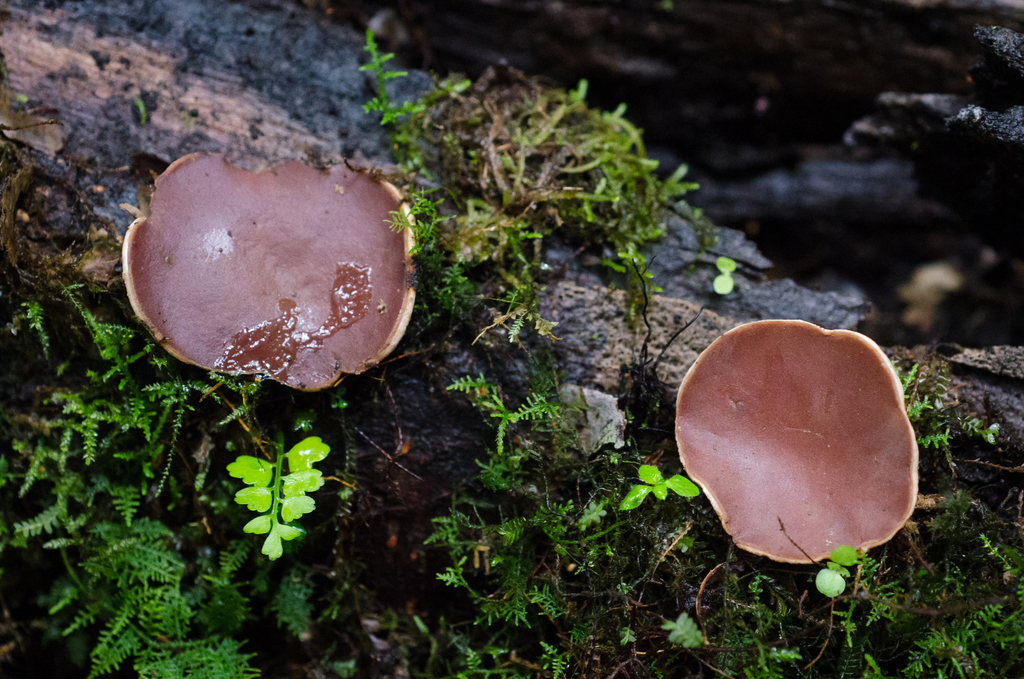 Phillipsia crispata