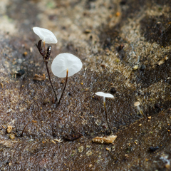 Gloiocephala