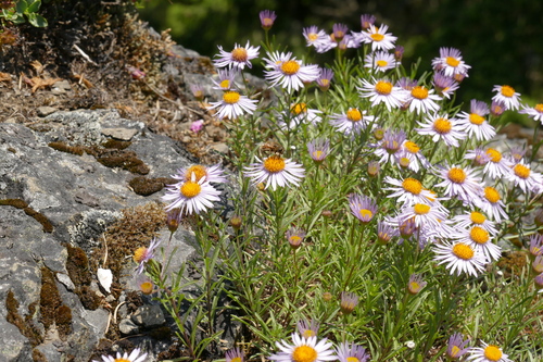 Erigeron foliosus var. confinis
