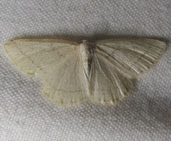 Protitame subalbaria