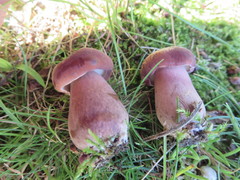 Tylopilus ferrugineus