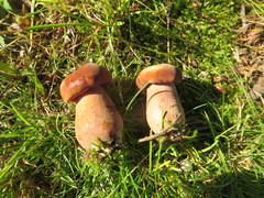 Tylopilus ferrugineus