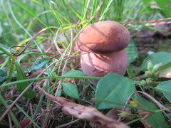 Tylopilus ferrugineus