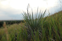 Yucca glauca