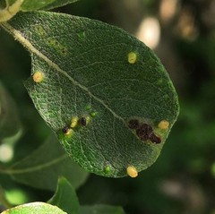 Aculus
