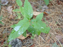 Lysimachia quadrifolia