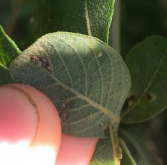 Aculus