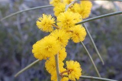 Acacia euthycarpa