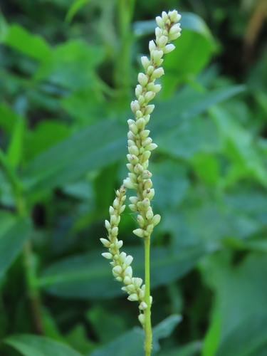 Image of Persicaria barbata by (c) chiuluan, some rights reserved (CC BY)