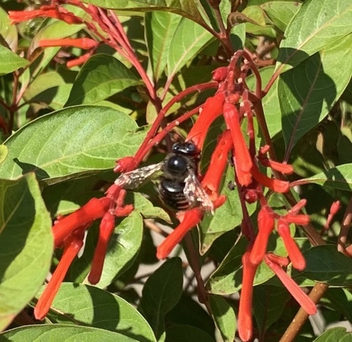 Xylocopa tabaniformis parkinsoniae photographed in Louisiana