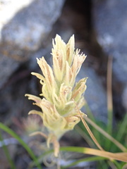 Castilleja parviflora