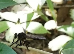 Promachus painteri