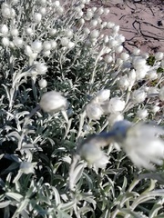 Achyranthemum argenteum